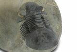 Flying Paralejurus Trilobite - Orange Eye Preservation! #359238-4